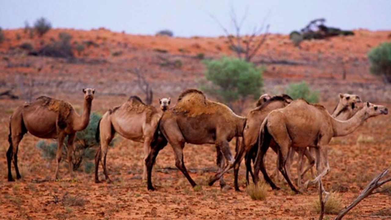 Preparan matanza de 10 mil camellos salvajes en Australia por buscar agua