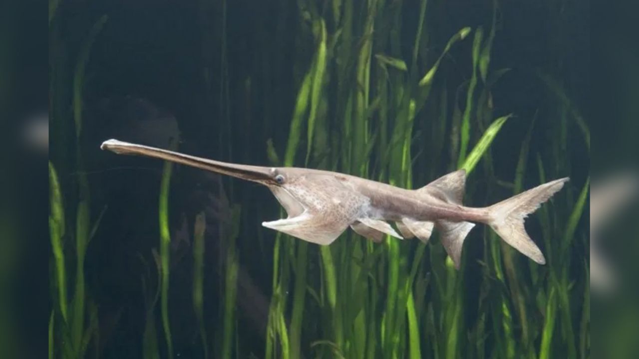 Primer animal extinto de 2020: Pez remo gigante chino del río Yangtsé
