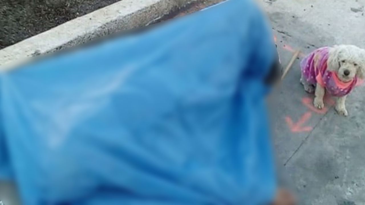 Mascota resguarda a su dueño, quien quedó muerto sobre la banqueta