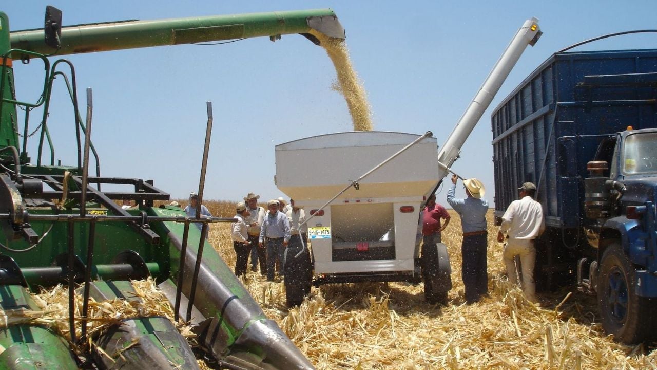 Colpos México crea variedad de maíz blanco con mayor rentabilidad