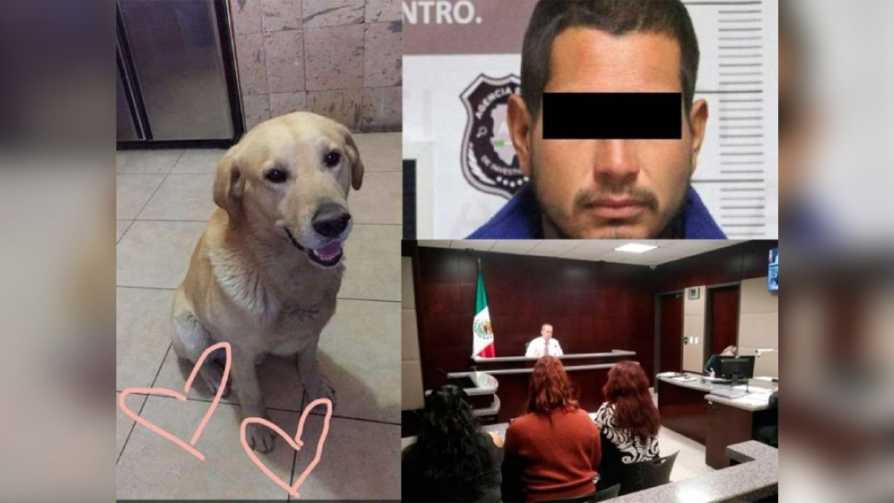 Hombre irrumpe en casa de sus vecinos para asesinar a Rocko, su perro labrador
