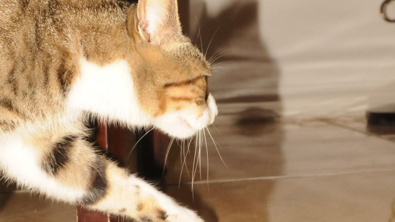 En diciembre repuntó extravío de mascotas por pirotecnia