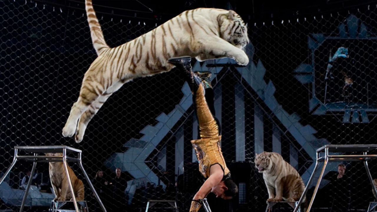 Legislador de Morena planea que los animales de circo regresen a shows