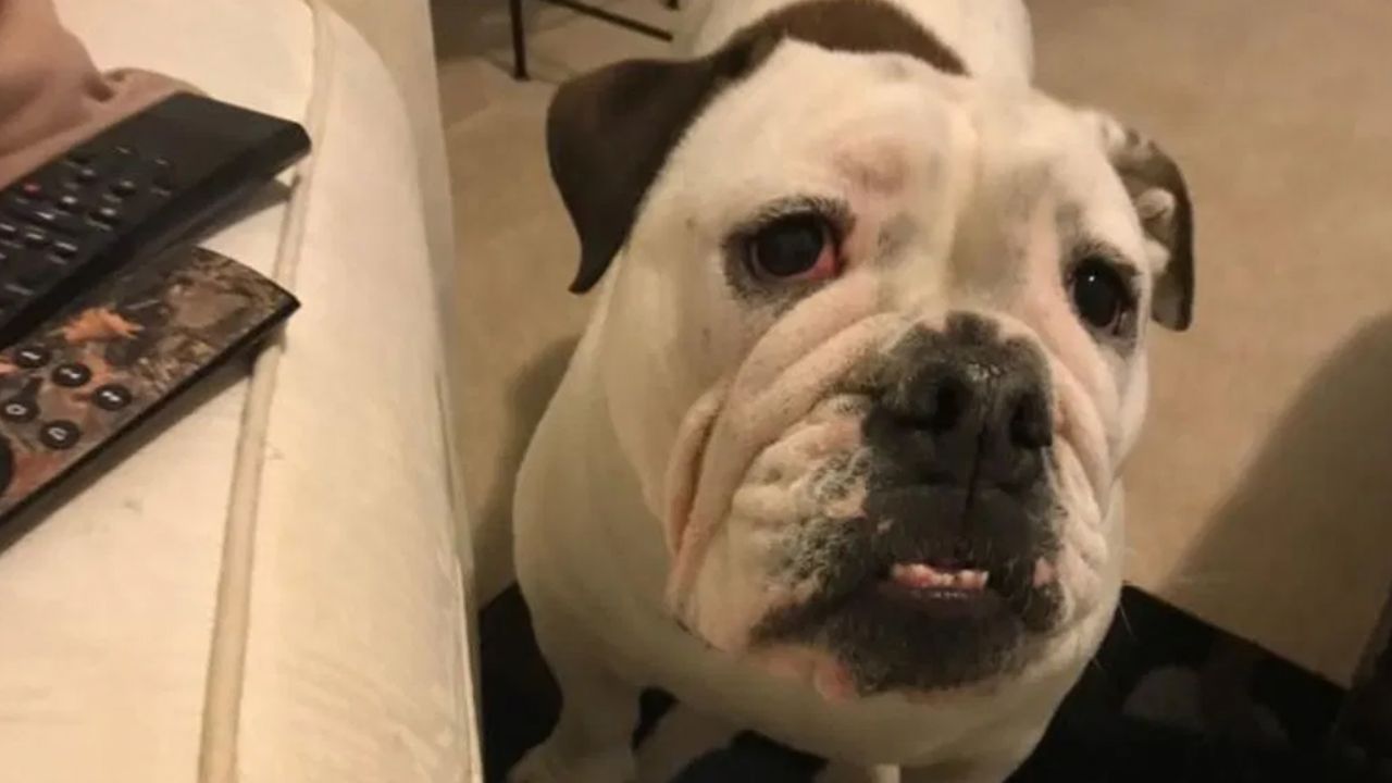 Perra muere aplastada por mesa de aseo en el lugar donde iban a bañarla