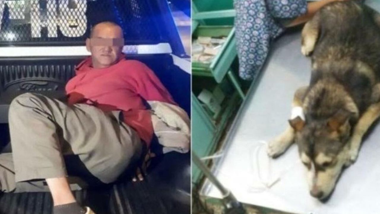 Muere una perra llamada Mati tras ser violada por hombre en el Edomex