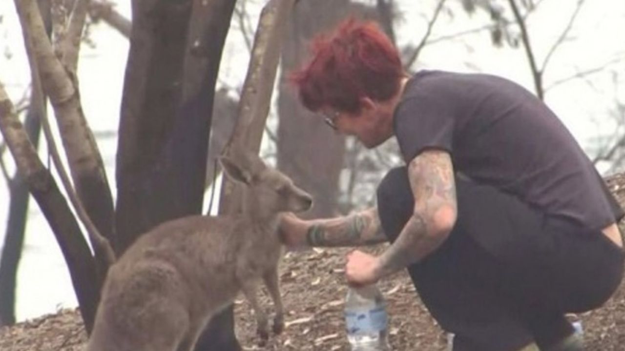 VIDEO: La conmovedora lucha de una mujer australiana por salvar canguros