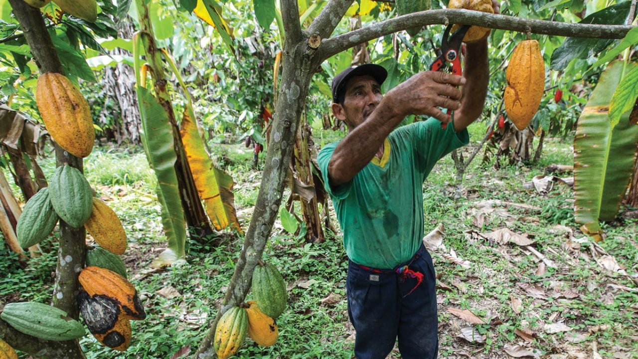 Sader afirma que el cacao de Tabasco tiene potencial de expansión global