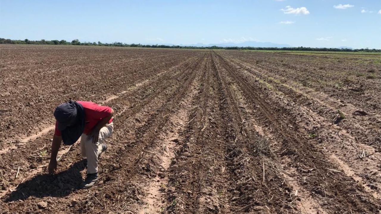 Altos precios en insumos ‘ahogan’ a los agricultores del estado de Sonora