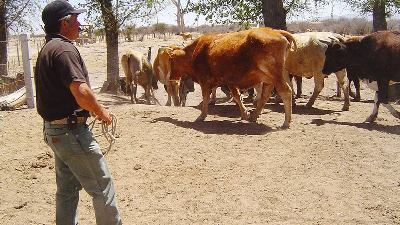 Durango forma estrategias para buscar la mejora de estatus zoosanitario