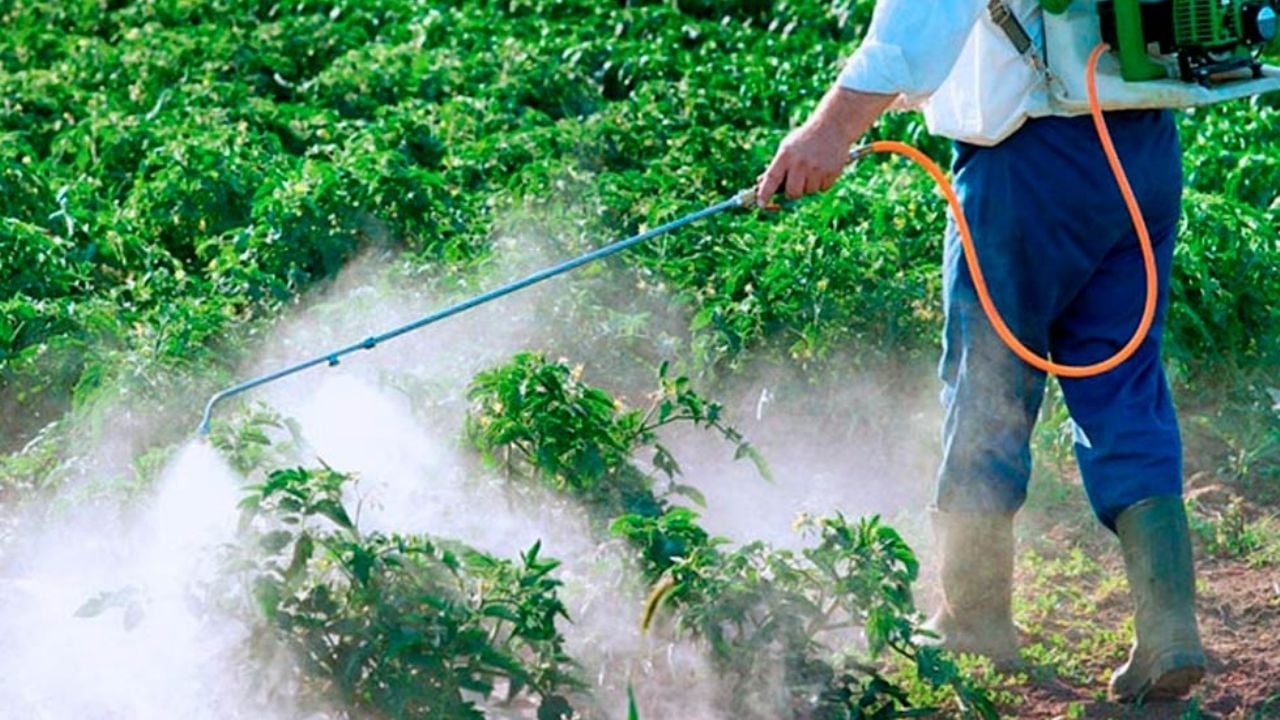 Autoridades sanitarias buscan controlar las plagas en Sonora