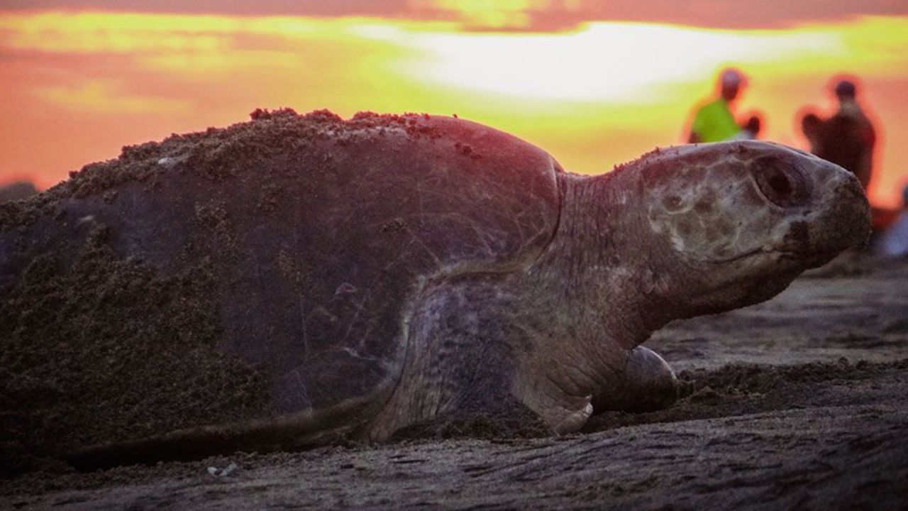 Encuentran a 292 tortugas muertas a causa de intoxicación por la marea roja