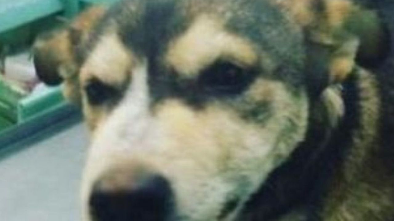 Perrita que fue abusada sexualmente en Estado de México será enterrada