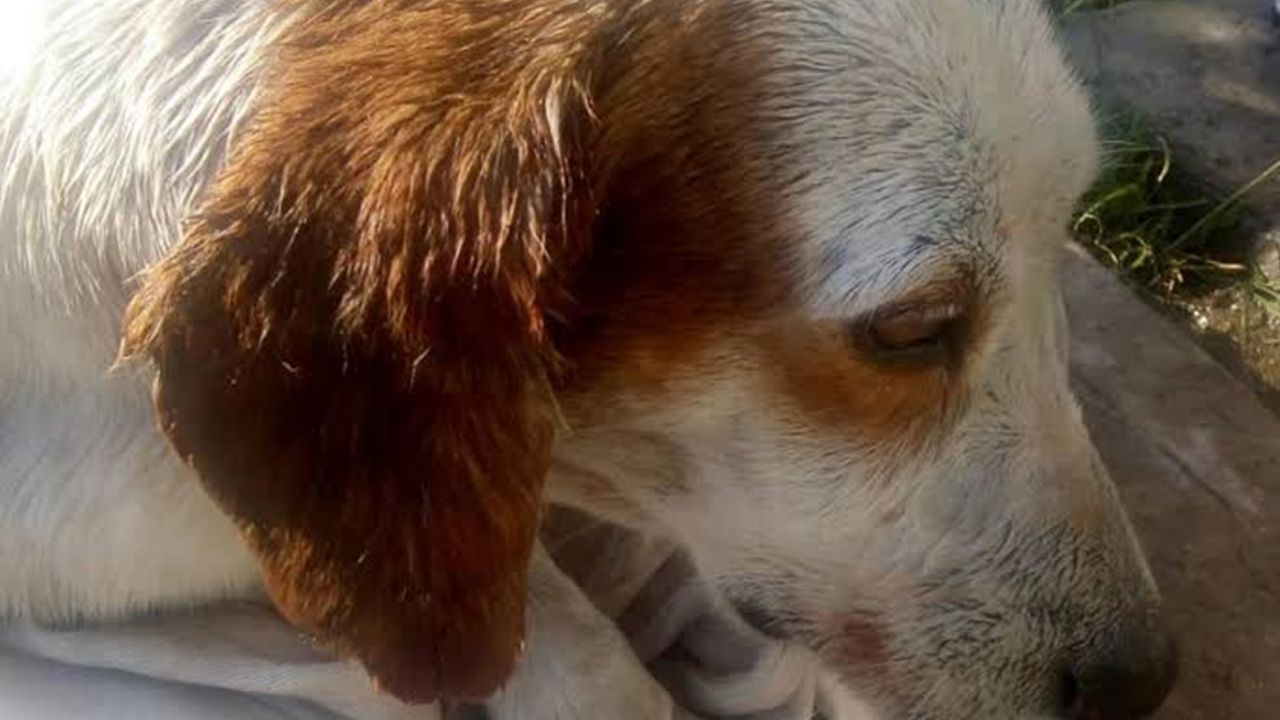 Perrito es violado en Jalisco, ahora debe ser operado por múltiples heridas