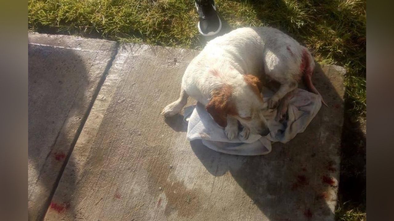 Nuevo caso de maltrato animal: Max es violado y herido en al menos 10 veces