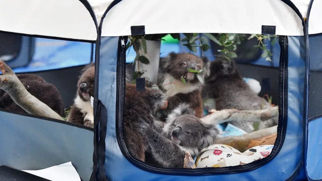 Escuela se vuelve refugio para koalas rescatados de los incendios en Australia