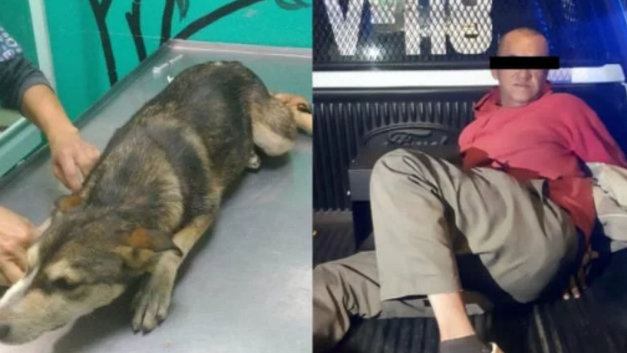 Matí, la perrita violada y asesinada, inspira ley para castigar a agresores