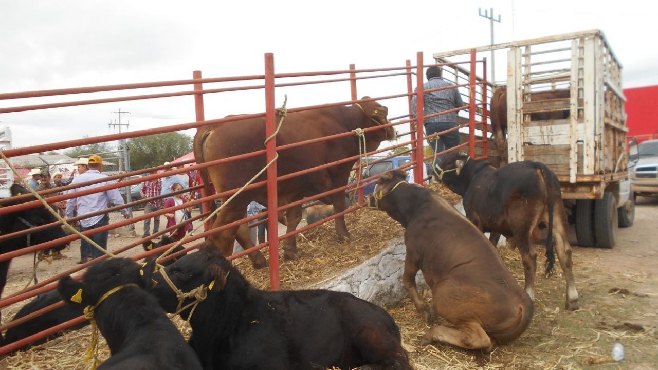 Ganaderos de Sinaloa en crisis por falta de apoyos del Gobierno estatal