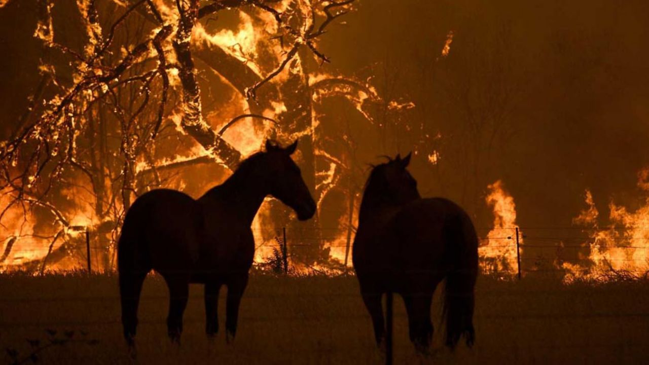 Australia: Más de mil millones de animales han muerto por los incendios
