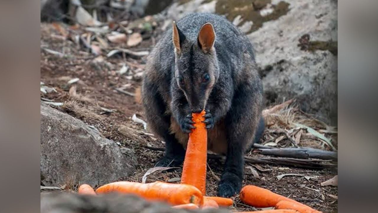 Australia busca salvar la vida silvestre al arrojar zanahorias desde el cielo