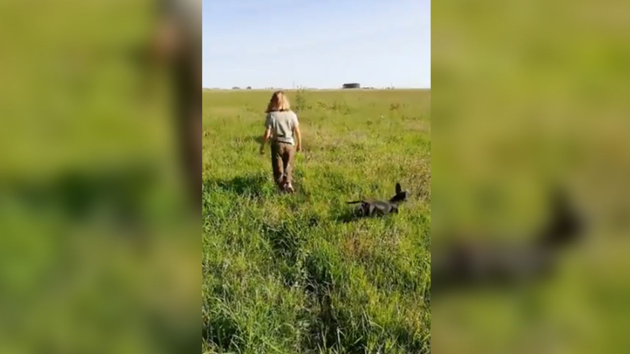 Niña dibuja manual para cuidar a su perro y las redes ‘explotan’ de ternura