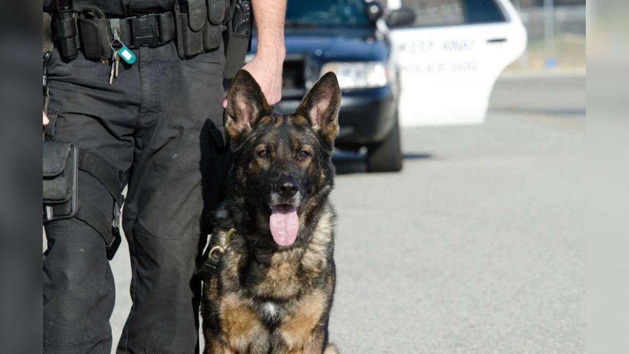 Descubren que niña es víctima de maltratos durante operación mochila