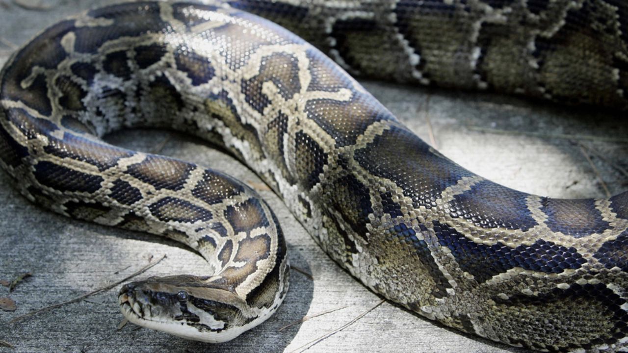 VIDEO: Rescatan a seis pitones dentro de una tubería abandonada en India