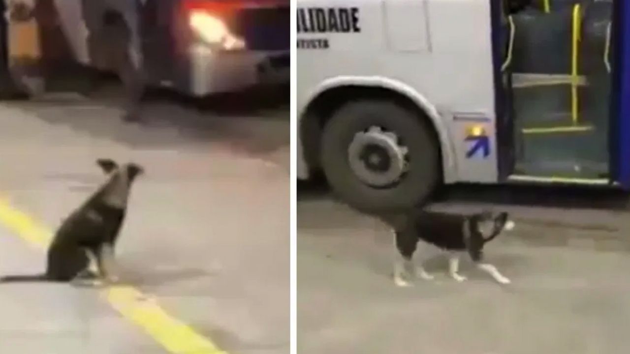 Perro conmueve las redes, espera todos los días a chofer que le regala comida