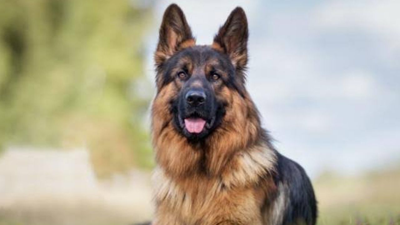 Mujer trata de hacer sesión con su mascota y todo termina mal