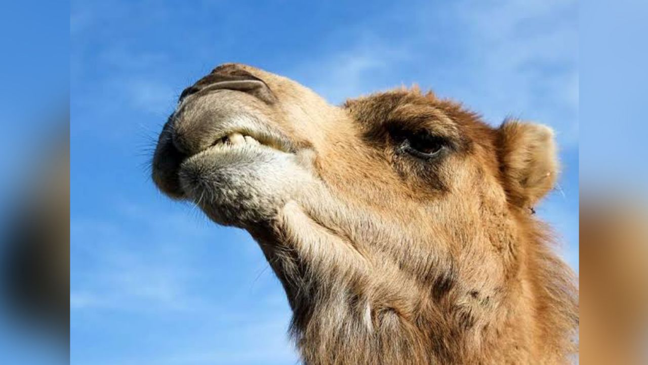 VIDEO: Camello hace que tren de pasajeros llegue tarde a su destino