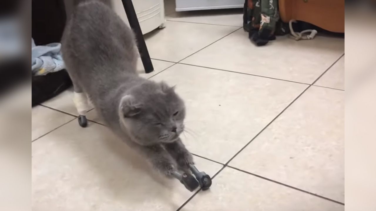 Gata vuelve a caminar gracias a cuatro prótesis hechas en impresora 3D