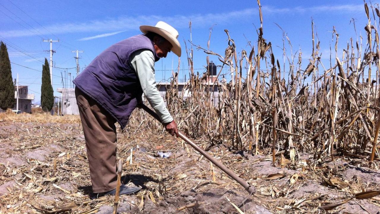 Productores de Aguascalientes pierden cultivos de maíz por la sequía