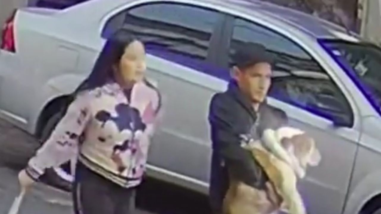 Pareja es captada al robarse un perro bulldog; autoridades investigan