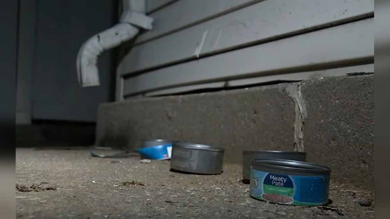 Inmigrante viola y asesina a mujer de 92 años que alimentaba a gatos callejeros