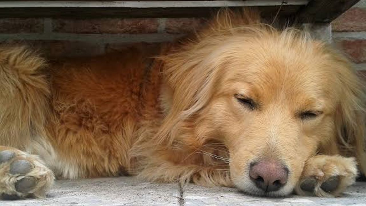 Empleados de restaurante salvan la vida de un perro al darle de comer