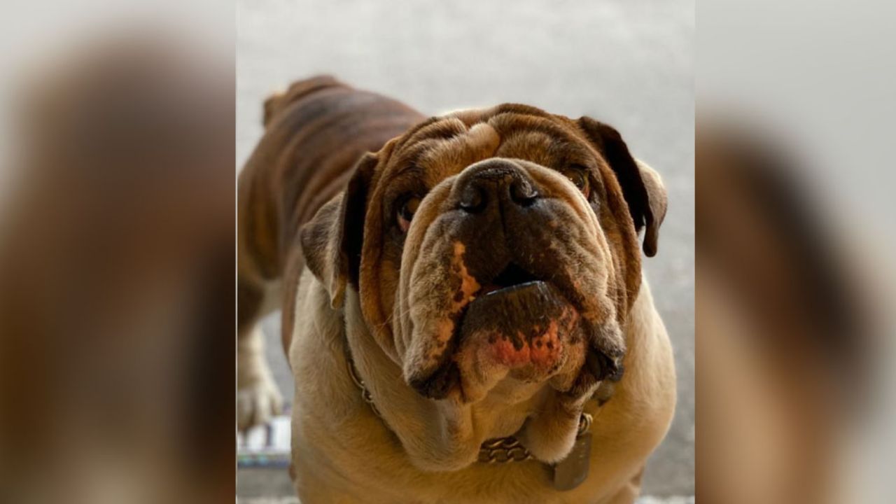 Policías encubiertos rescatan a Emilio, el perrito bulldog robado en la Roma