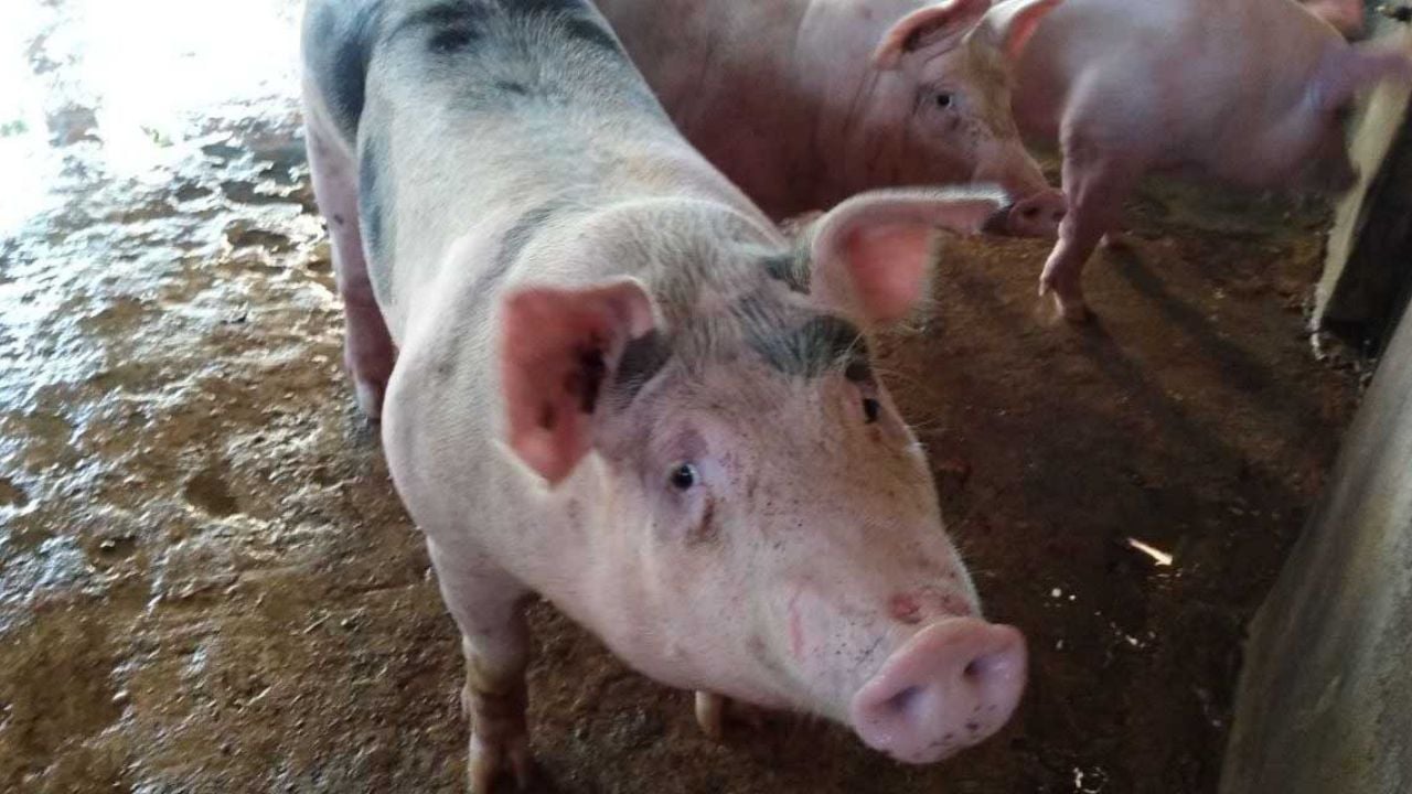 Devorado por sus propios cerdos, así murió un criador de la tercera edad