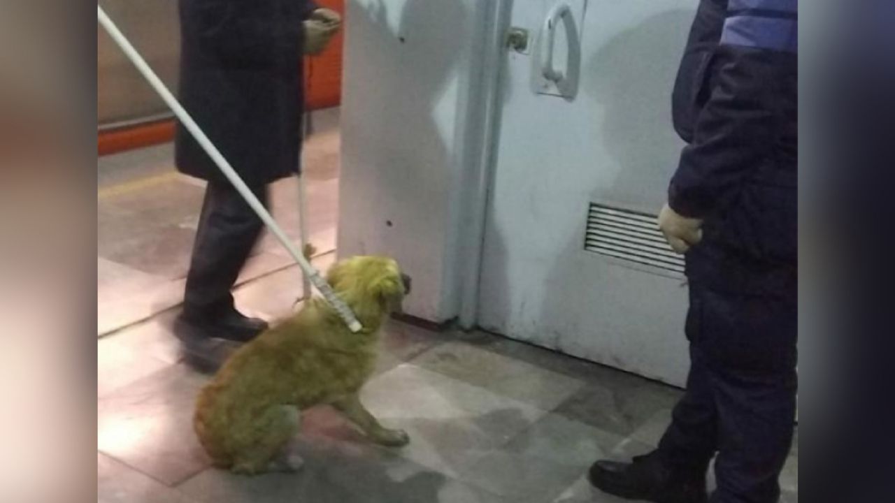 VIDEO: ¡Héroe sin capa! Operador de tren rescata a perrito de las vías