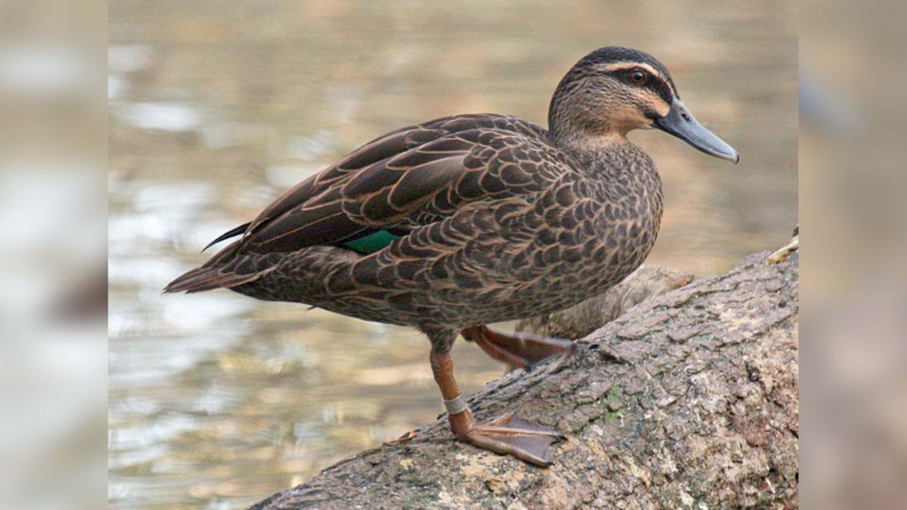 VIDEO: Viralizan a pato que da alimento para aves a peces en la India