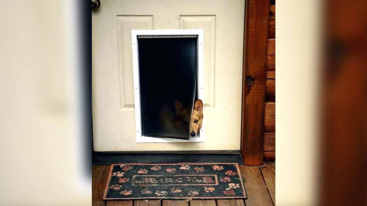 Delincuente intenta irrumpir en casa semidesnudo y por la puerta del perro