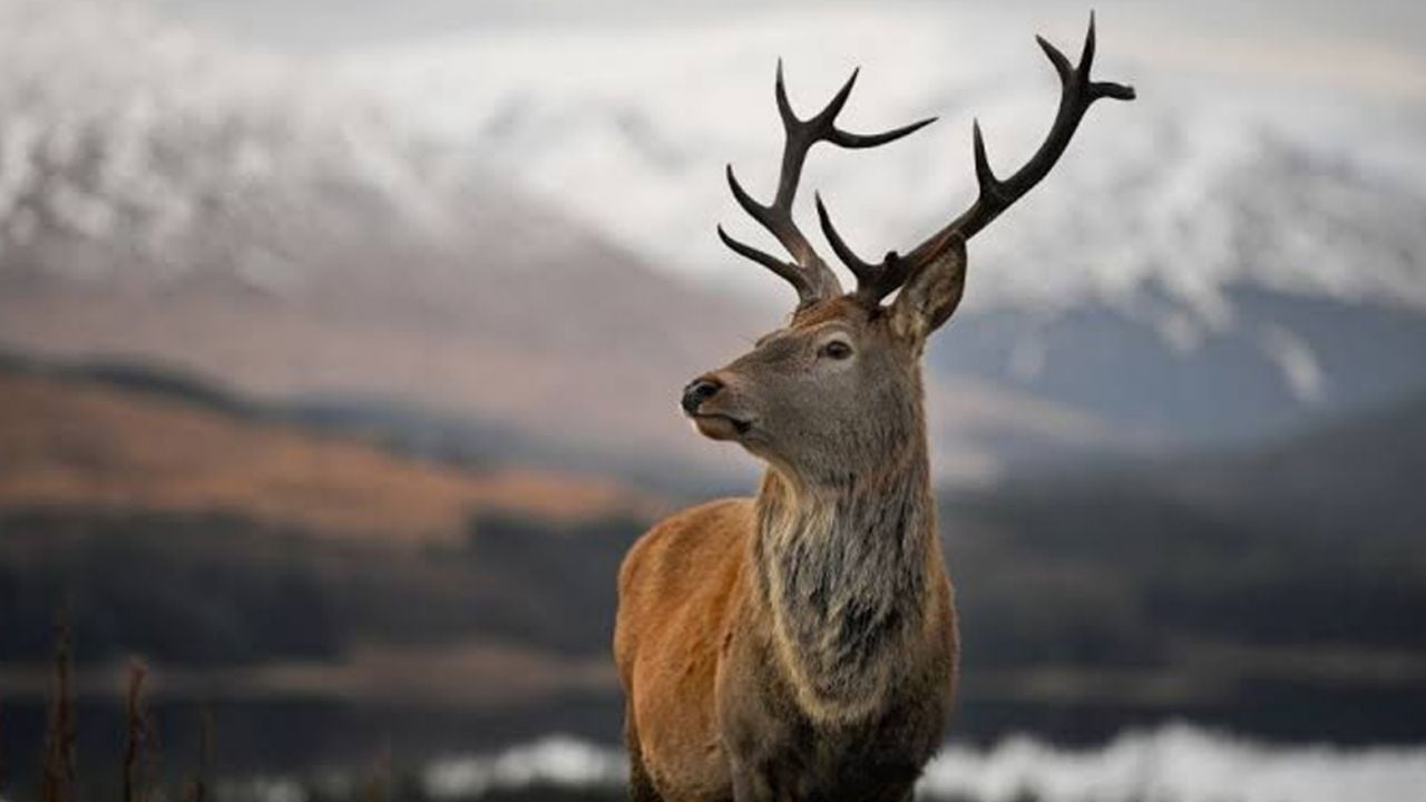 VIDEO: Captan el momento exacto en el que ciervo cambia su cornamenta