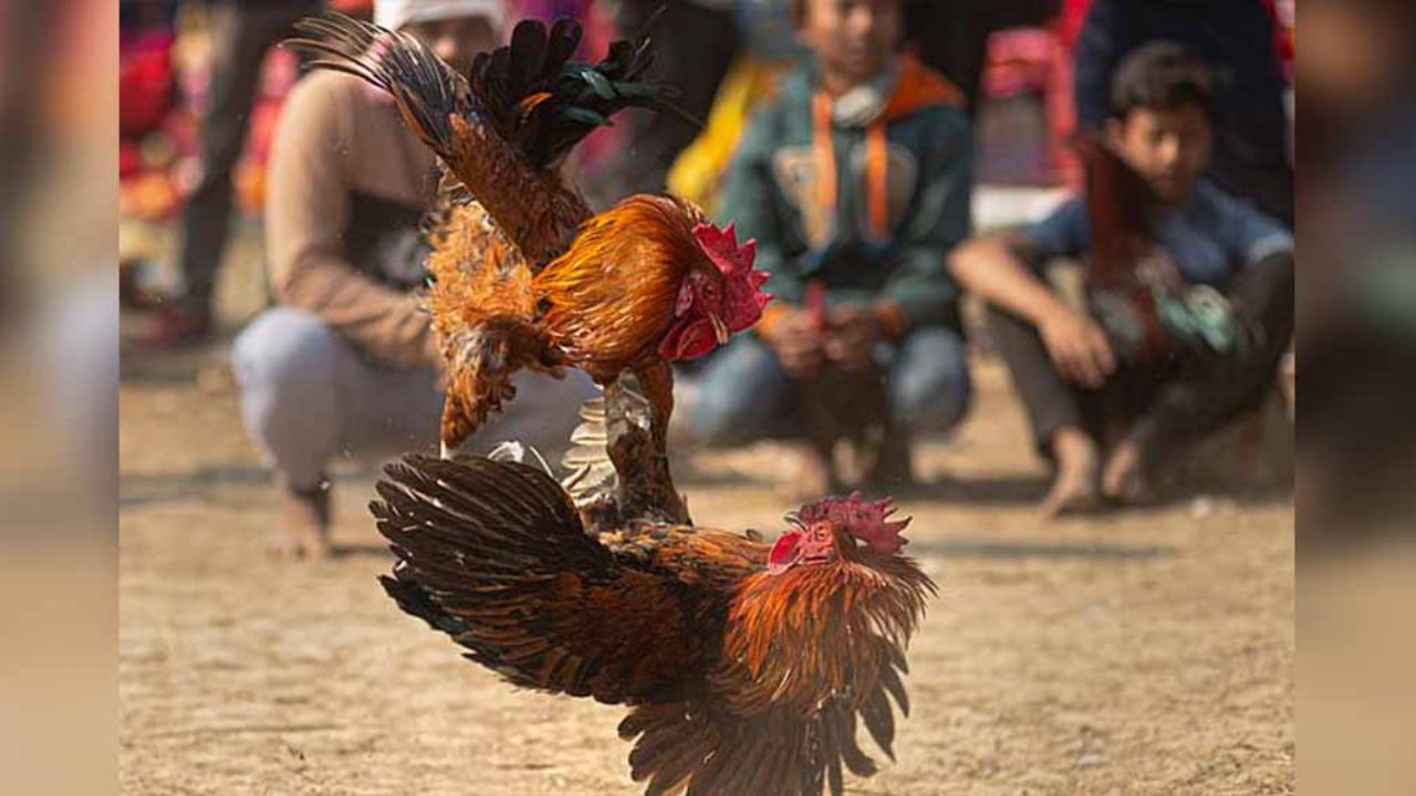 India: Hombre muere apuñalado por ave ‘armada’ en clandestina pelea de gallos