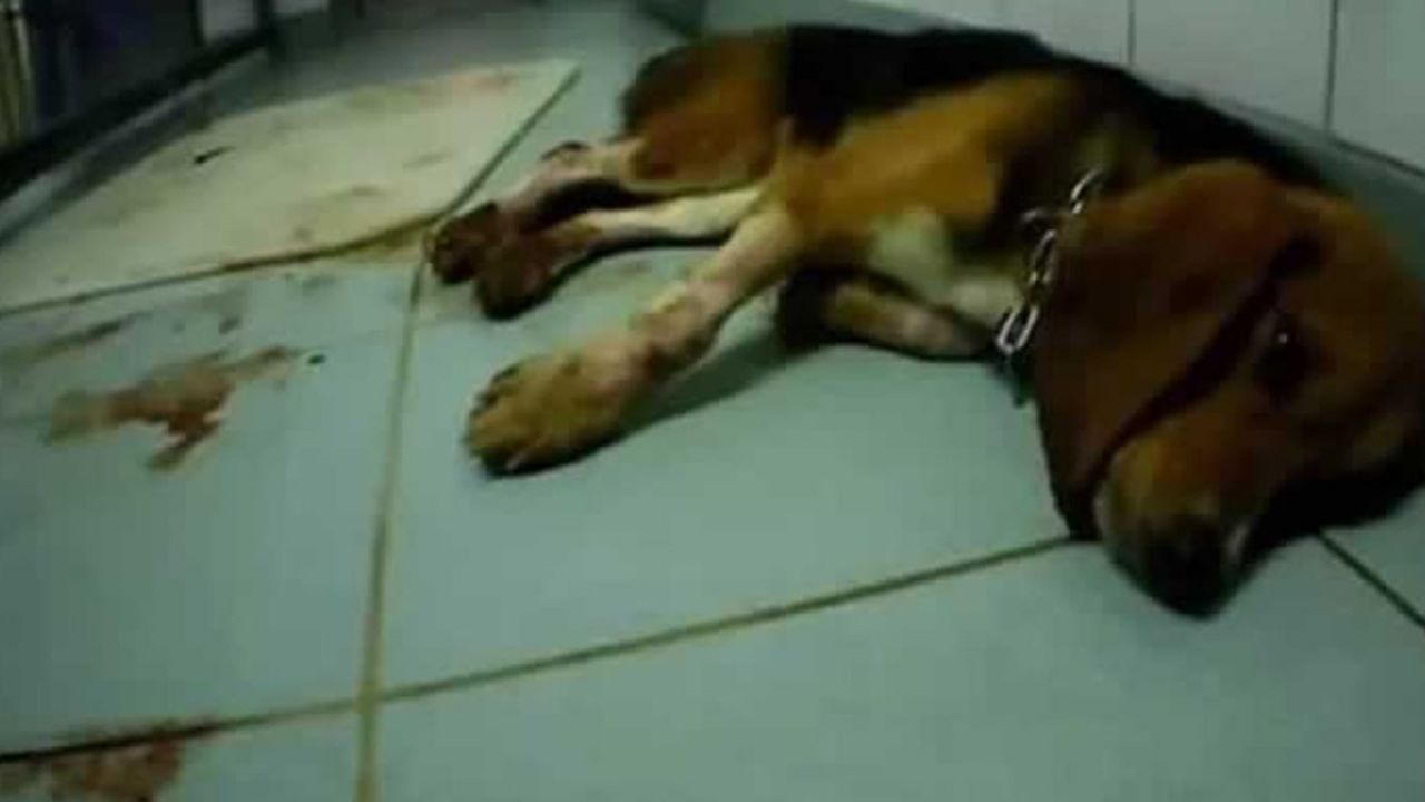 FUERTES IMÁGENES: Cierran laboratorio por maltrato animal