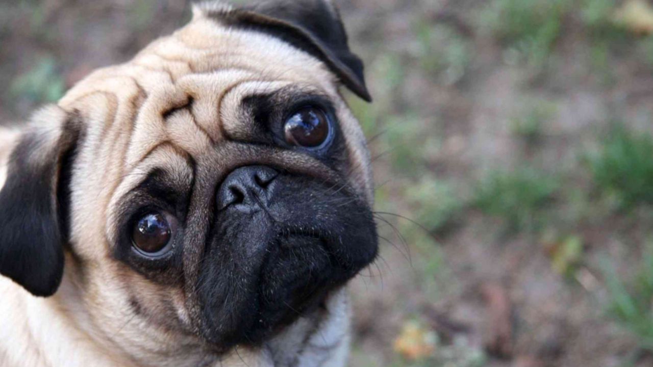 VIDEO: Mientras hombre arregla su auto, familia roba perro pug en Neza