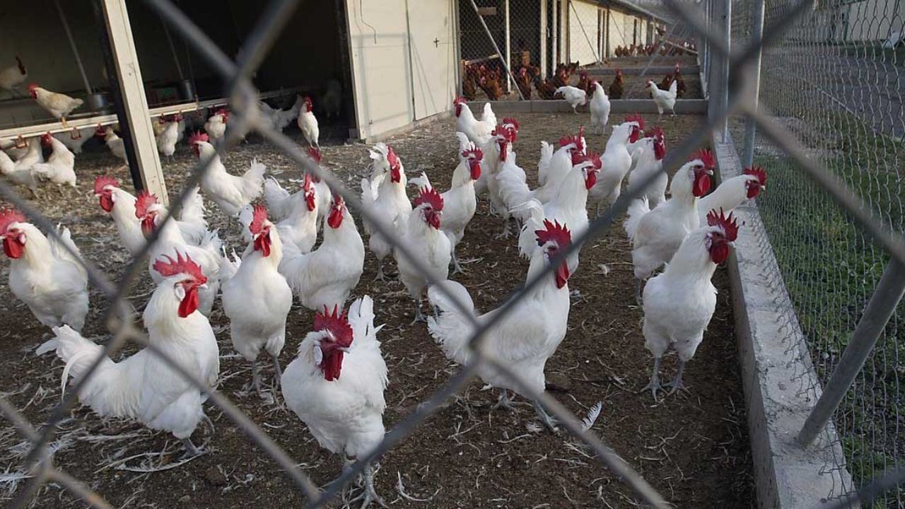 Gripe aviar, de nuevo una amenaza para la UE; hay un caso en República Checa