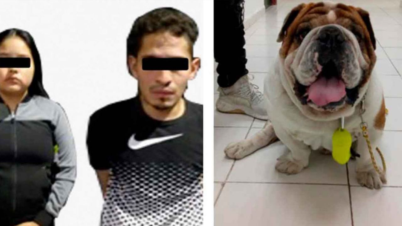 Juez libera a joven que robó a Emilio, el bulldog de la Roma que se hizo viral