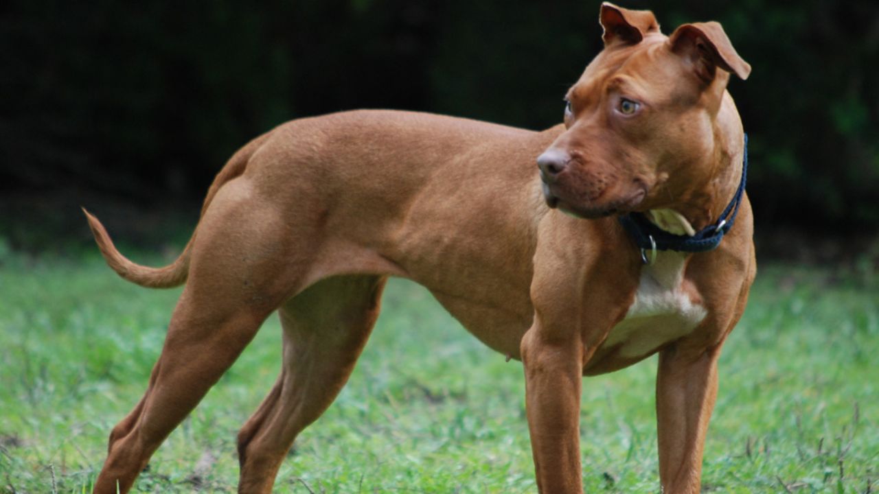 Pitbull ataca a cinco niños al interior de una escuela en Nuevo León