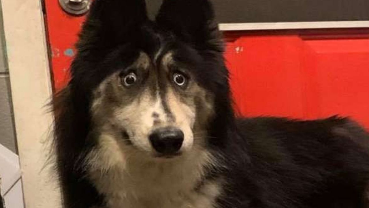 ¡Lamentable! Perrita es abandonada por sus dueños por estar bizca