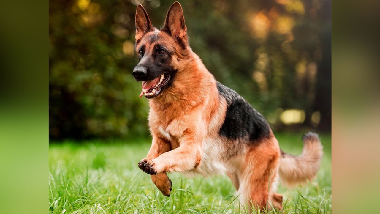 VIDEO: ¡Indignante! Policía desenfunda su arma y amenaza a un perro con ella
