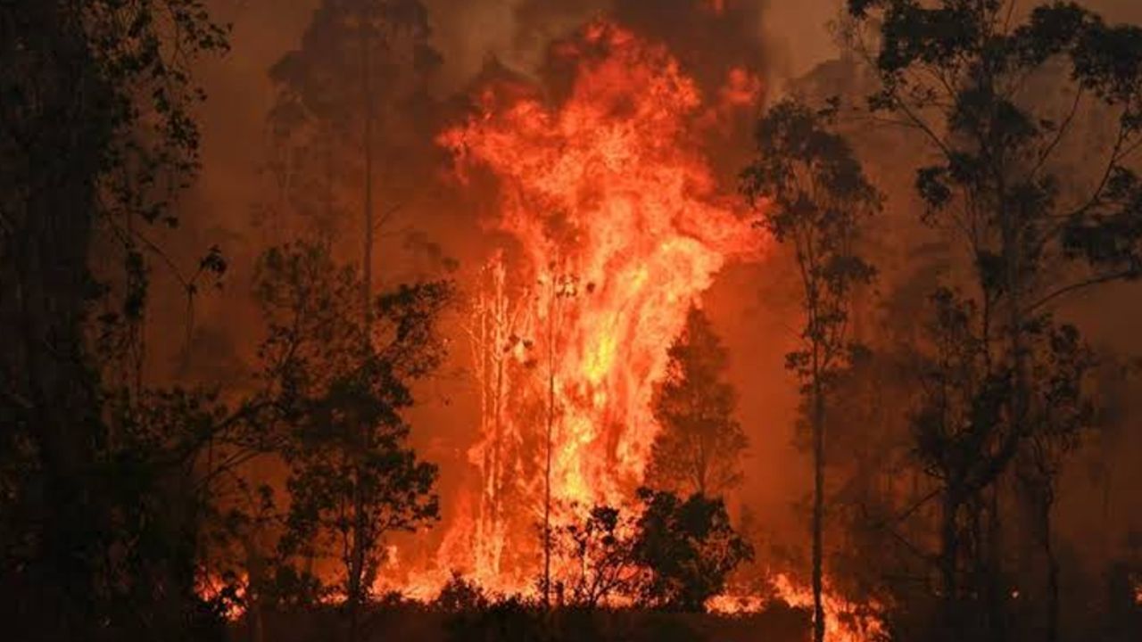 Incendios forestales en Australia dejan 29 muertos hasta el momento