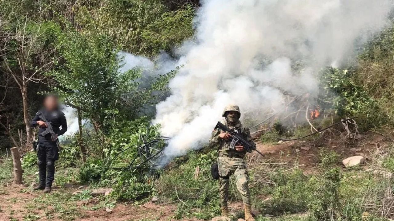 Marina asegura y quema sembradío de marihuana en presa de Culiacán